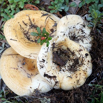 A gombák októberben növekednek, és melyik erdőben