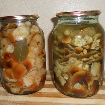Sózott gomba üvegekben: gyors és ízletes receptek