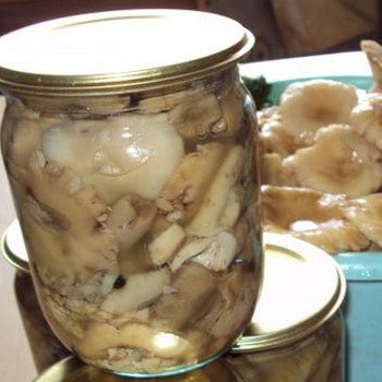 Russula mariné dans des bocaux pour l'hiver: recettes de cuisine