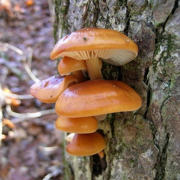 Zimowy grzyb grzybowy (flammulina z aksamitnymi nogami)