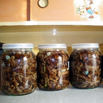 Salaison de champignons d'automne: recettes pour l'hiver