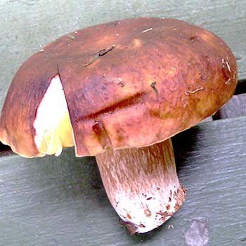 Jakie grzyby wyglądają jak grzyby białe: wszystkie odmiany