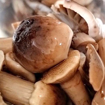 Zimowe przygotowania grzybów miodowych na zimę: przepisy kulinarne