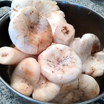 Hogyan áztassa a gombát sütés, sózás és pácolás előtt