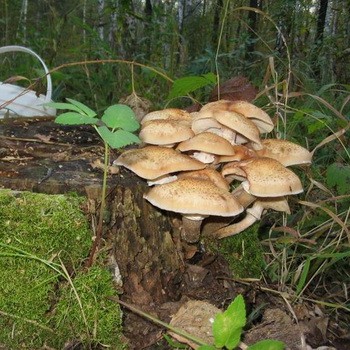 Ciuperci de cânepă: specii comestibile și false