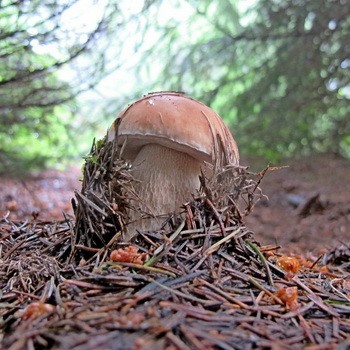 Ciuperci porcini din teritoriul Krasnodar: locuri și sezonul colectării