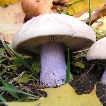 Platype de champignons aux pattes lilas: photo et description, lieux et saison de collecte
