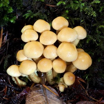 A hamis gombák típusai: fénykép, leírás, különbség az ehető gombákhoz képest