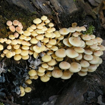 Különbségek a hamis őszi gombák és az ehető gombák között