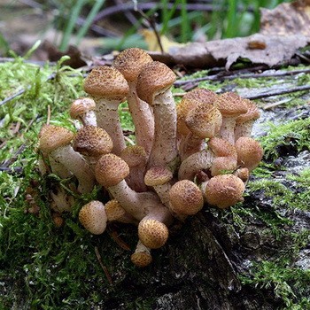 Az ehető őszi gombák típusai és gyűjtésének időpontja
