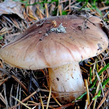Ryadovka blanc-brun: photo et description du champignon