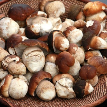 Recettes et méthodes de cuisson des champignons porcini pour l'hiver