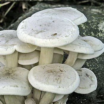 Ryadovka de ciuperci fuzionată: descriere și fotografie
