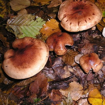 Ryadovka red: feltételesen ehető gombák leírása és fotója