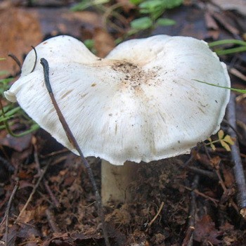 Porumbelul Ryadovka (albăstrui): fotografie și descrierea ciupercii