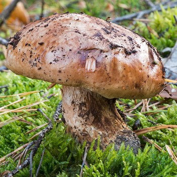 Gigantul Ryadovka: fotografie și descrierea ciupercii