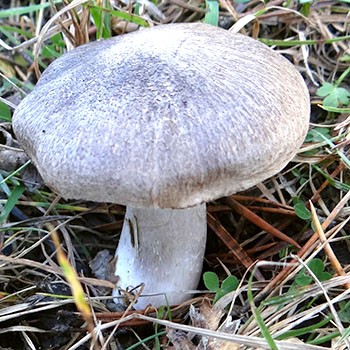 Mikor kell szedni az erdőben evező gombát?