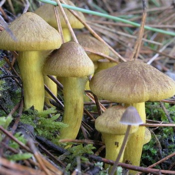 Epicéa de Ryadovka: photos et différences par rapport aux autres champignons