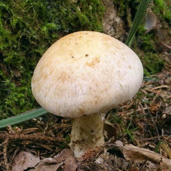 Ciupercă falsă (gebelom lipicios)