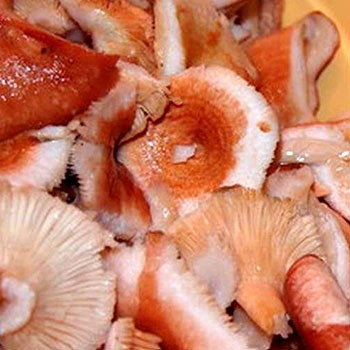 Metode de sărare a ciupercilor de tunete pentru iarnă
