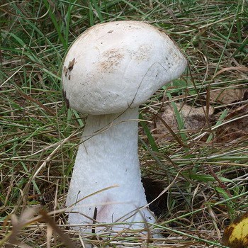 Fałszywy borowik: zdjęcie i opis grzybów