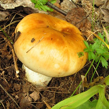 Façons de cuire des champignons de valeur pour l'hiver
