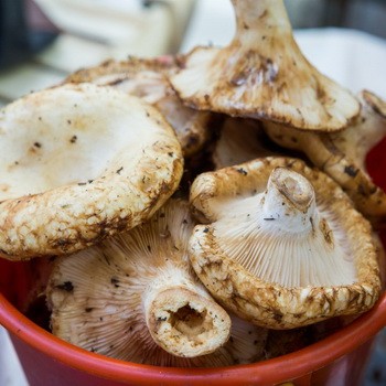 Que peut-on faire avec des petits pains: recettes de champignons