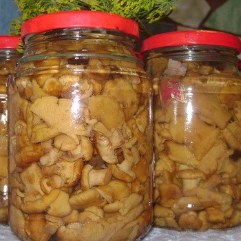 Canned chanterelles: persediaan cendawan untuk musim sejuk