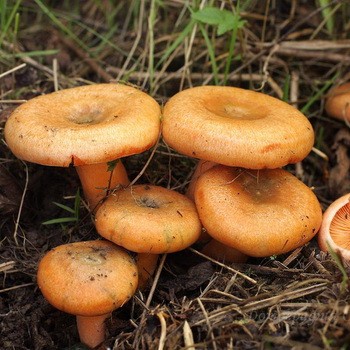 Le gingembre dans la région de Samara: les meilleurs endroits pour cueillir des champignons