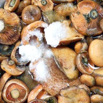 Forró pácolás sáfrány gombák a téli