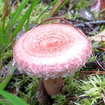 Fałszywe grzyby szafranowe i ich różnice od prawdziwych grzybów