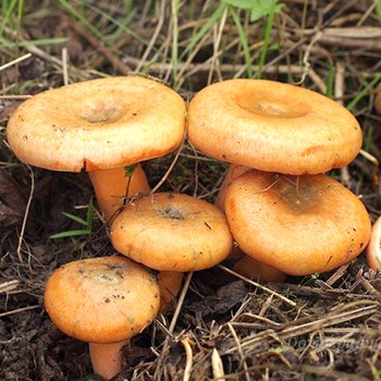 Luc és fenyő sáfrány gombák gyűjteménye októberben