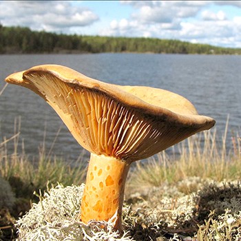 Sáfránytej gombák gyűjteménye Jekatyerinburgban és a Sverdlovski régióban
