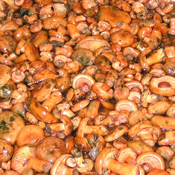Przetwarzanie grzybów szafranowych na zimę: przepisy na pyszne przekąski