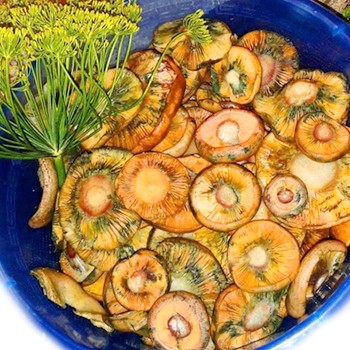 Ciuperci de șofran conserve: cele mai bune metode de recoltare a ciupercilor