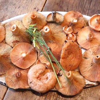 Cuisson des champignons safran pour l'hiver sans cuisson