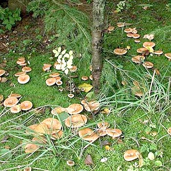 Gdzie i jak rosną grzyby: co zbieracze grzybów powinni wiedzieć