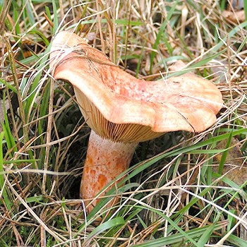 Miejsca wzrostu grzybów szafranowych i sezon zbiorów
