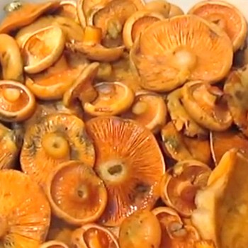 Suche, solone grzyby szafranowe: proste przepisy na zimę