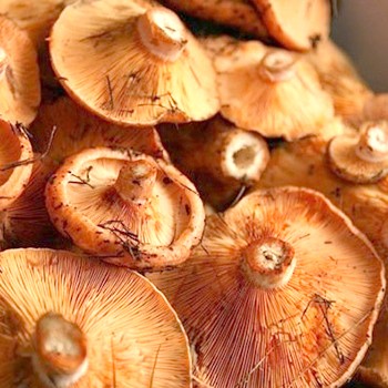Czy grzyby moczą grzyby przed gotowaniem?
