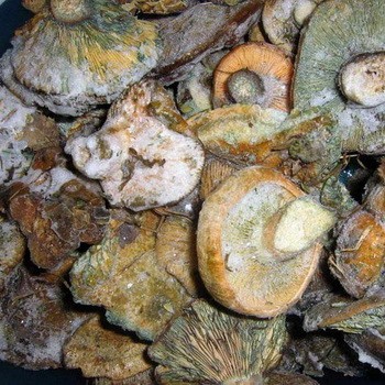 Zamrażanie grzybów szafranowych na zimę w postaci surowej, gotowanej i solonej