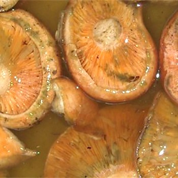 Pickle untuk cendawan dan jeruk cendawan safron: resipi