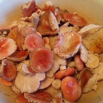 Cara yang panas untuk acar dan jeruk russula