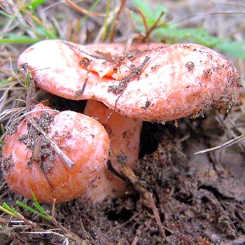 Le gingembre à Kirov et dans la région de Kirov: les endroits les plus en champignons