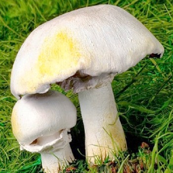 Faux champignon: description du double toxique