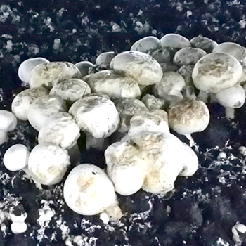 Rodzaje pleśni podczas uprawy grzybów