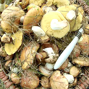 Reguli de cules de ciuperci: un scurt memento