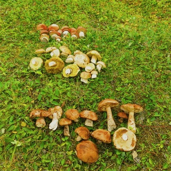 Ce cresc ciupercile în august