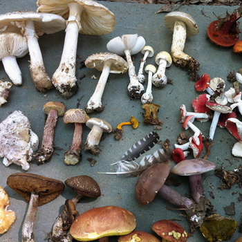 La structure, le développement et la nutrition des champignons: principales caractéristiques