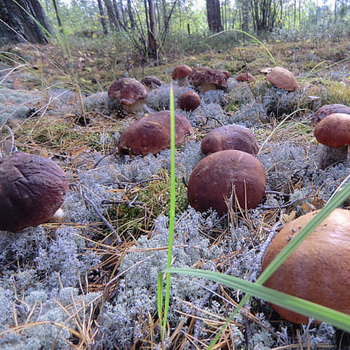 Ce ciuperci se pot cultiva în țară și cum se face